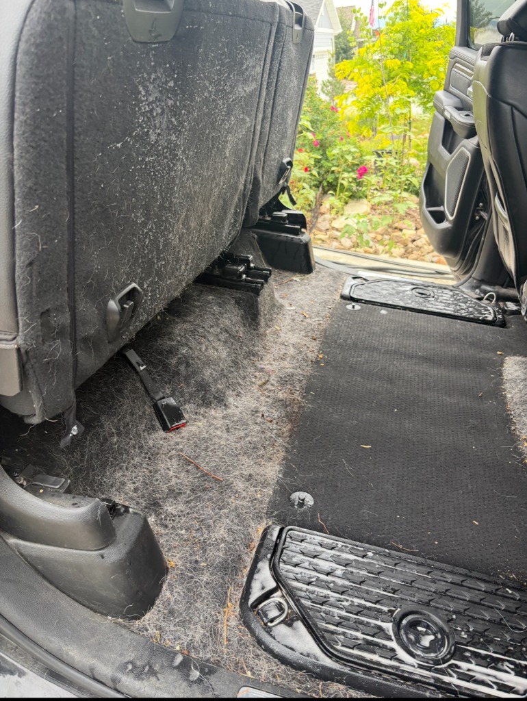 Car carpet completely covered in dog hair and pet dander before professional pet hair extraction in Layton UT