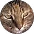 Collin Holland profile photo